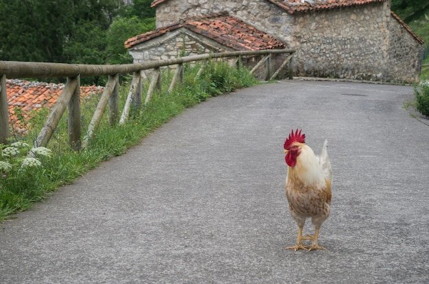 Netherlands - chicken road spel Netherlands - chicken road spel