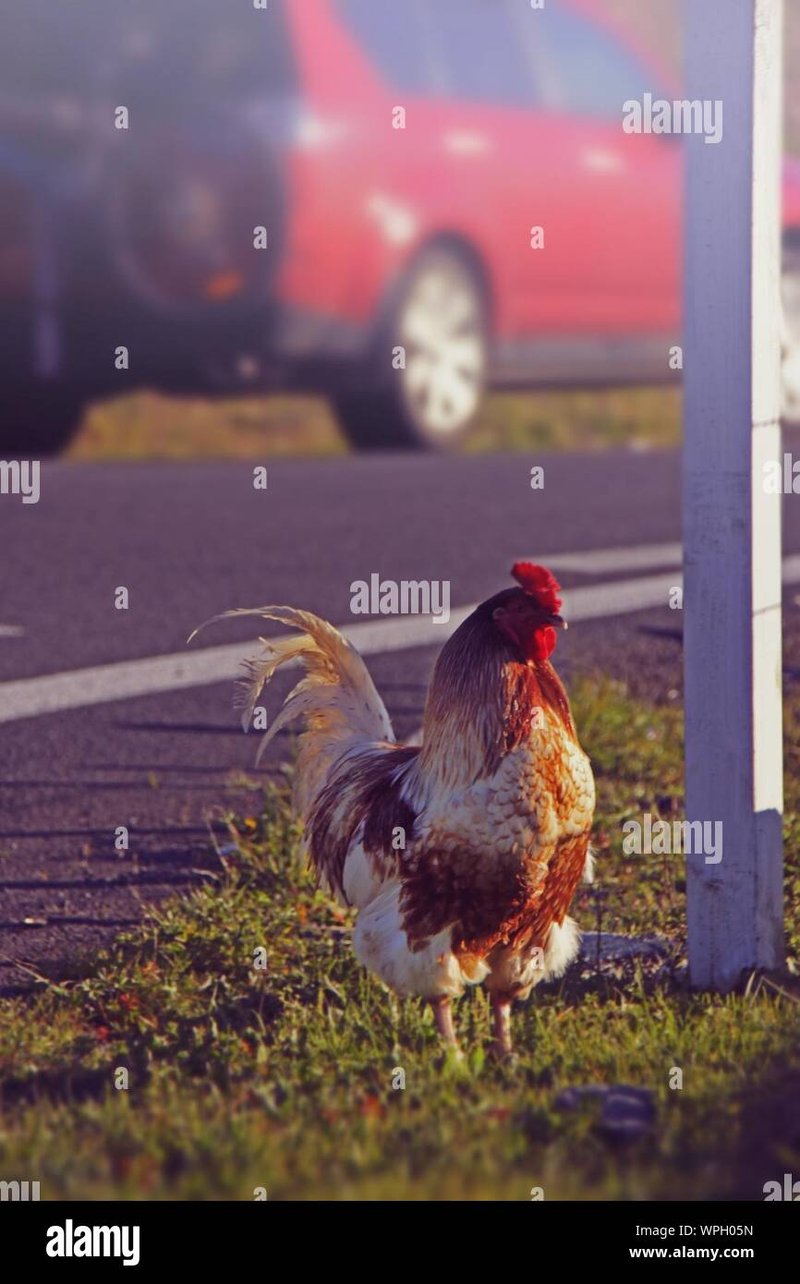 La Sfida del Chicken Road Casino: Tutto Sul Gioco Originale in Italia